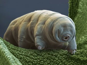 10 Animals That Refuse To Die Like Normal Creatures